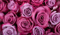 Lavender Roses