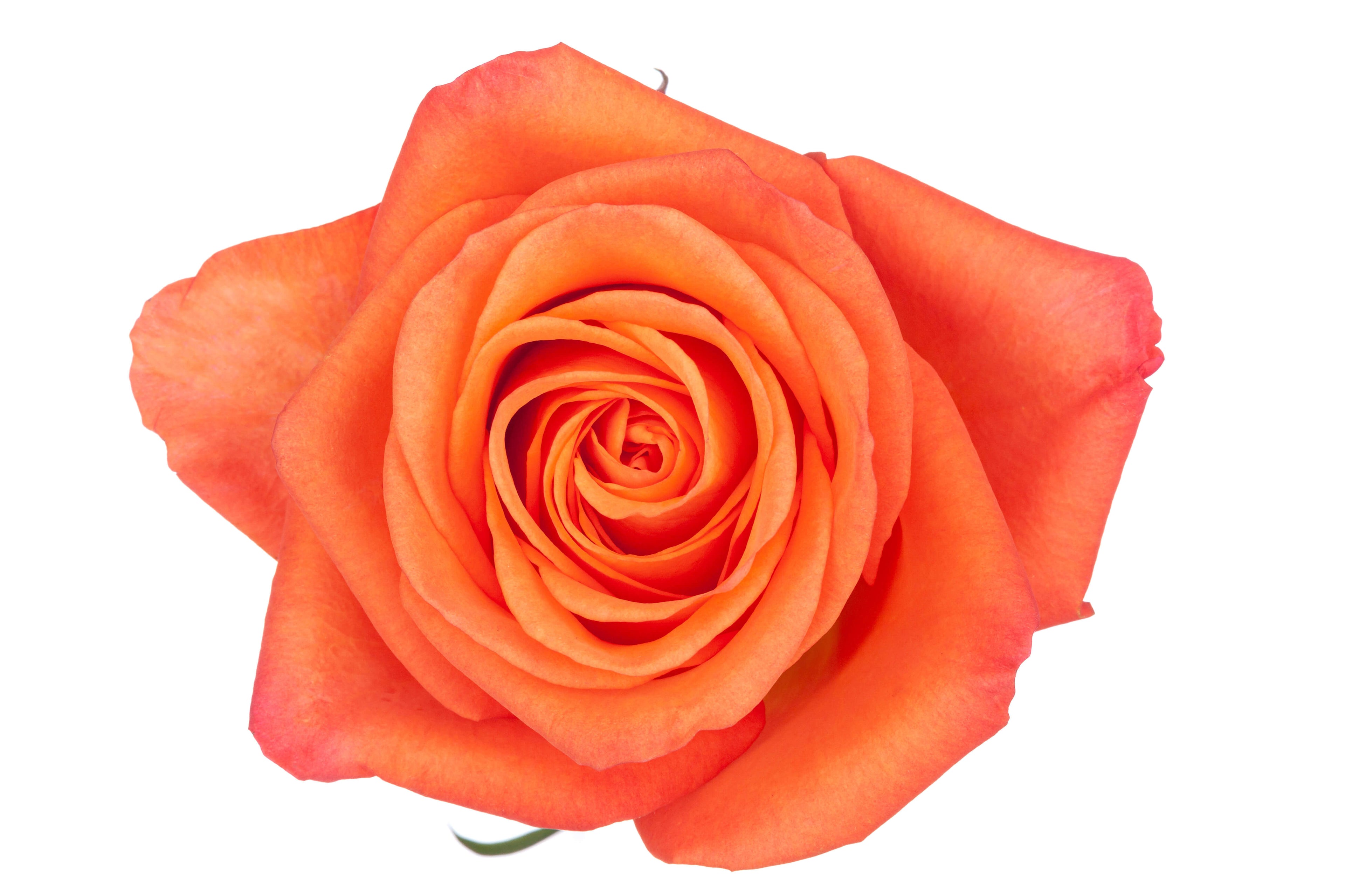 Orange Roses