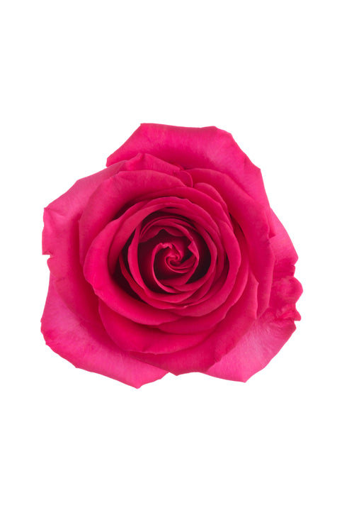 Dark Pink Roses