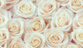 White Roses